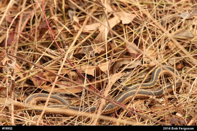 Eastern Gartersnake