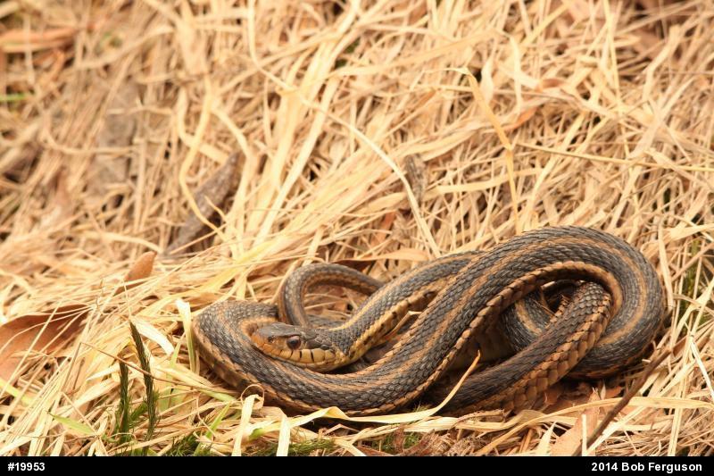 Eastern Gartersnake