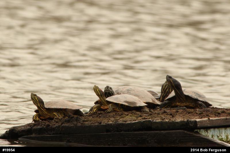 Red-eared Slider