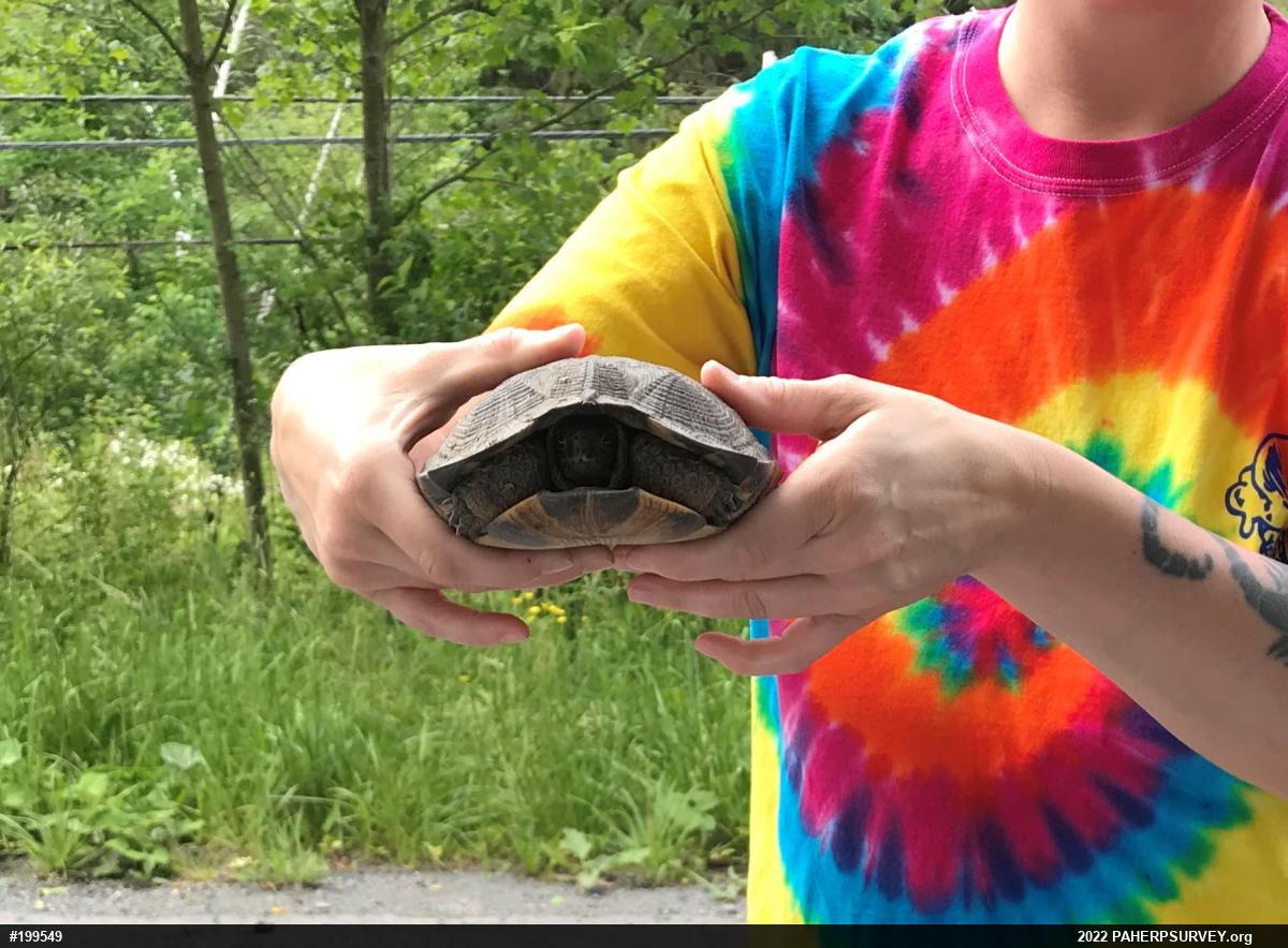 Wood Turtle