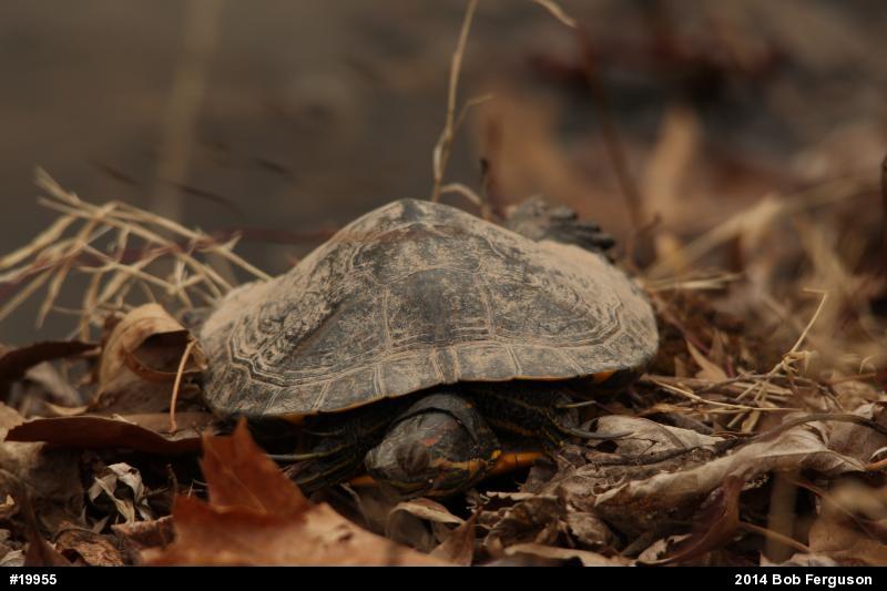 Red-eared Slider