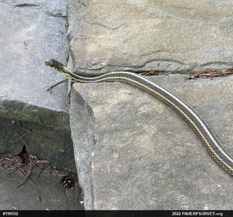 Eastern Gartersnake