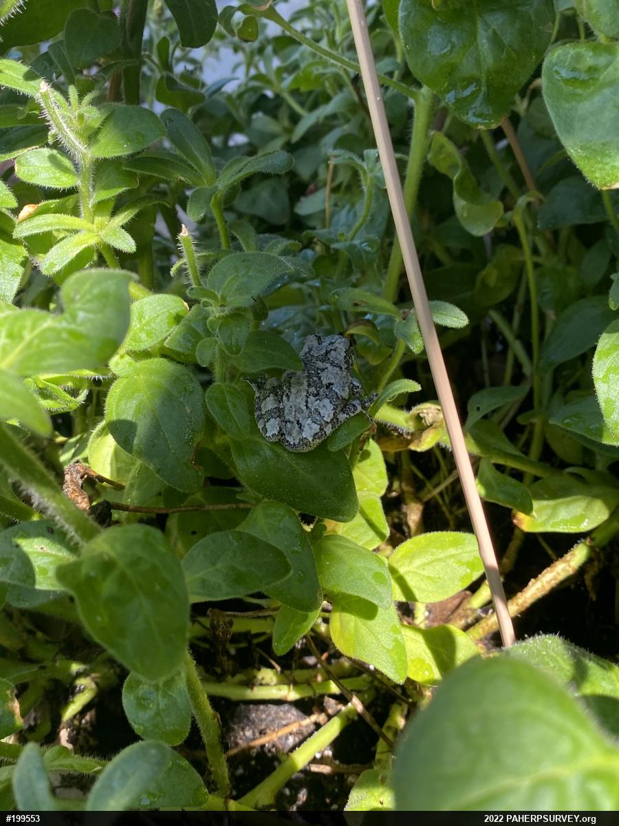 Unknown Gray Treefrog