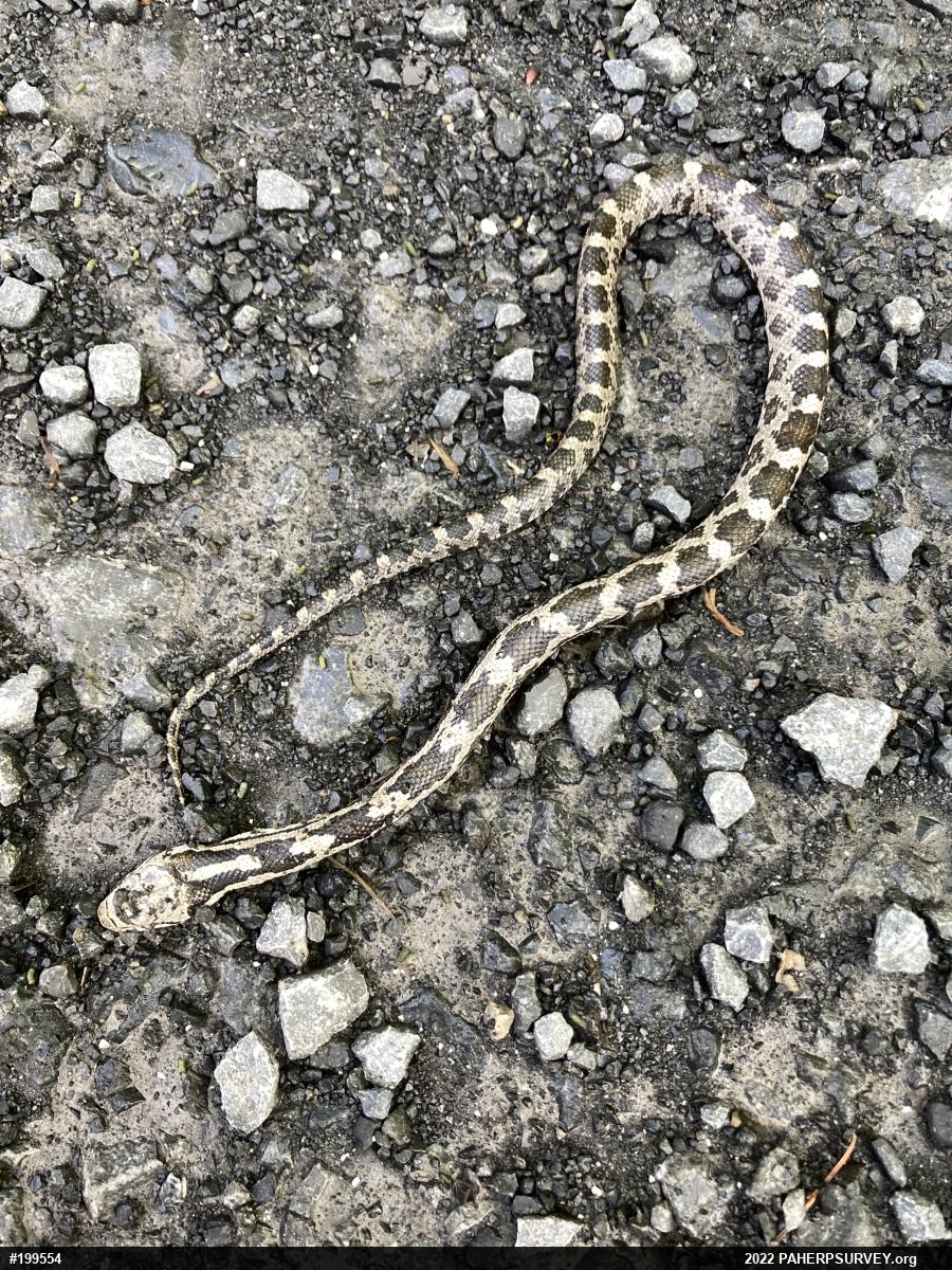 Eastern Ratsnake