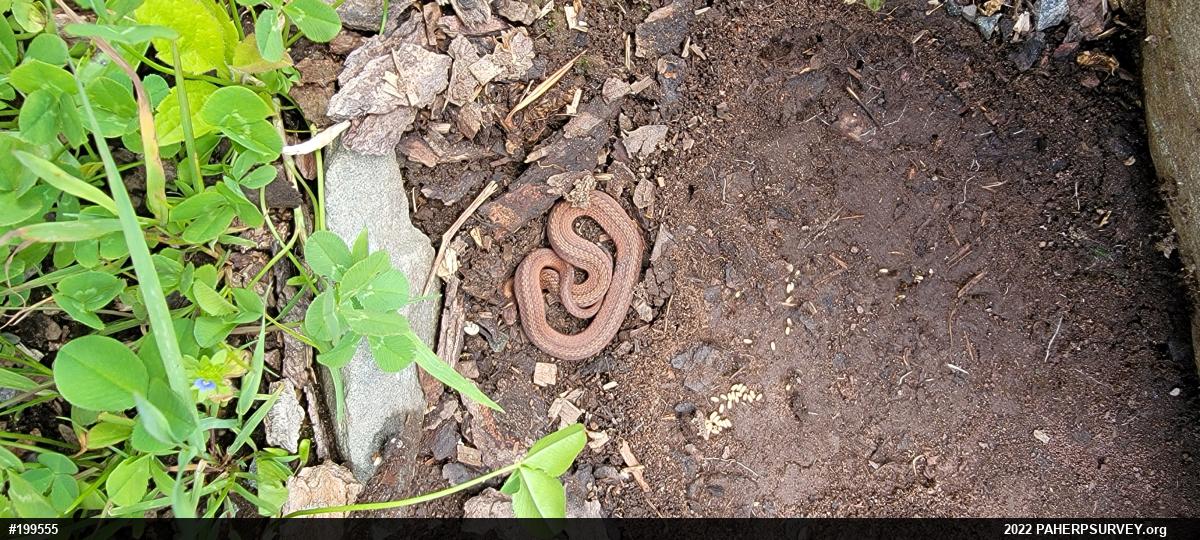 Red-bellied Snake