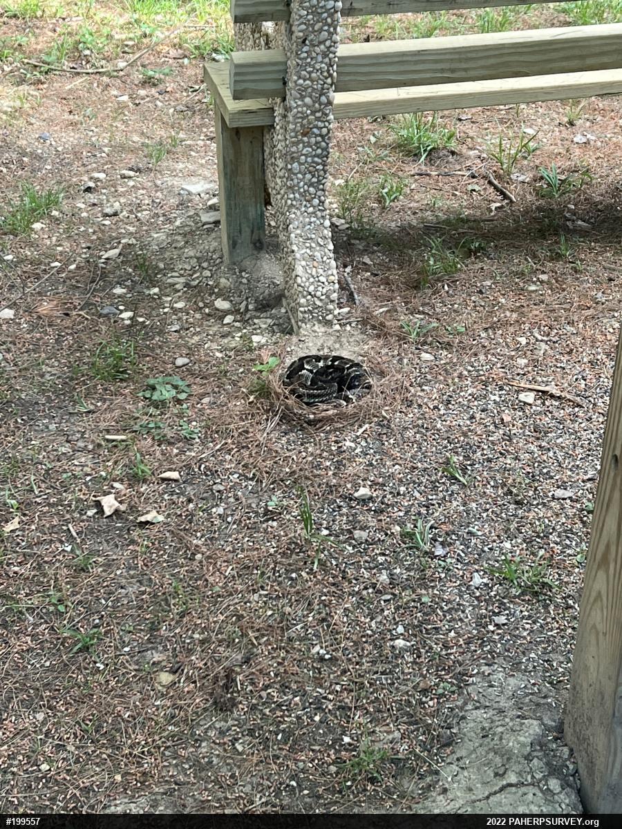 Timber Rattlesnake