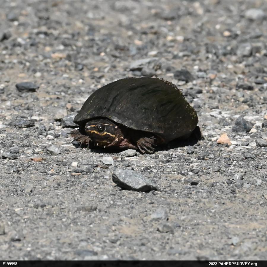 Eastern Musk Turtle