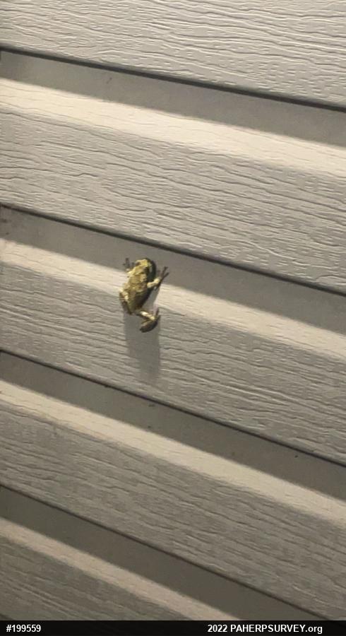 Unknown Gray Treefrog