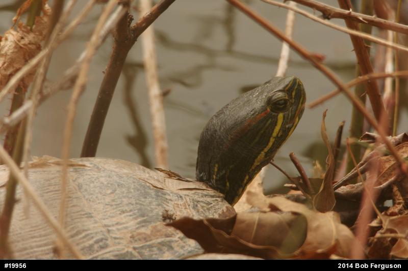 Red-eared Slider