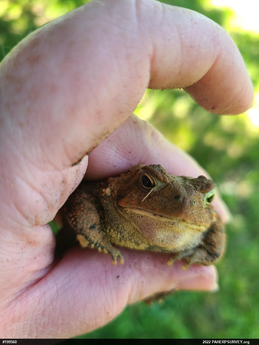 Eastern American Toad
