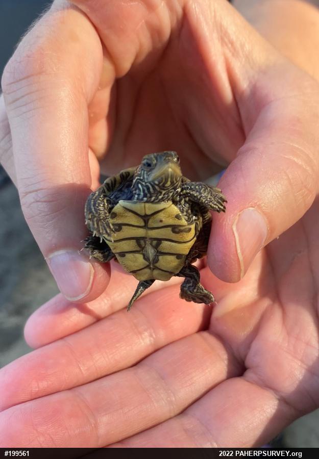 Northern Map Turtle