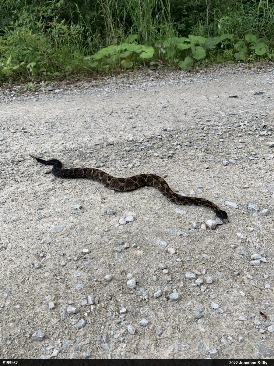 Timber Rattlesnake