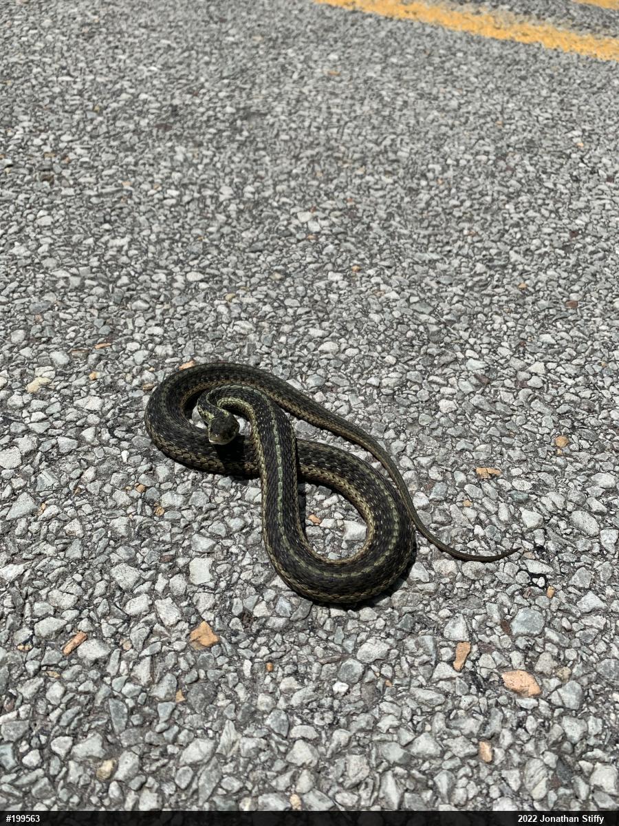 Eastern Gartersnake