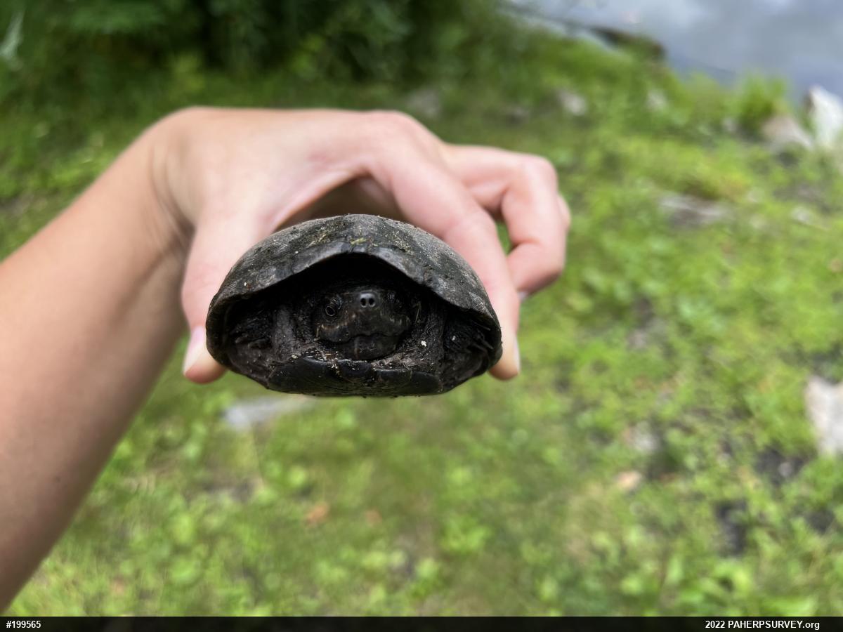 Eastern Musk Turtle