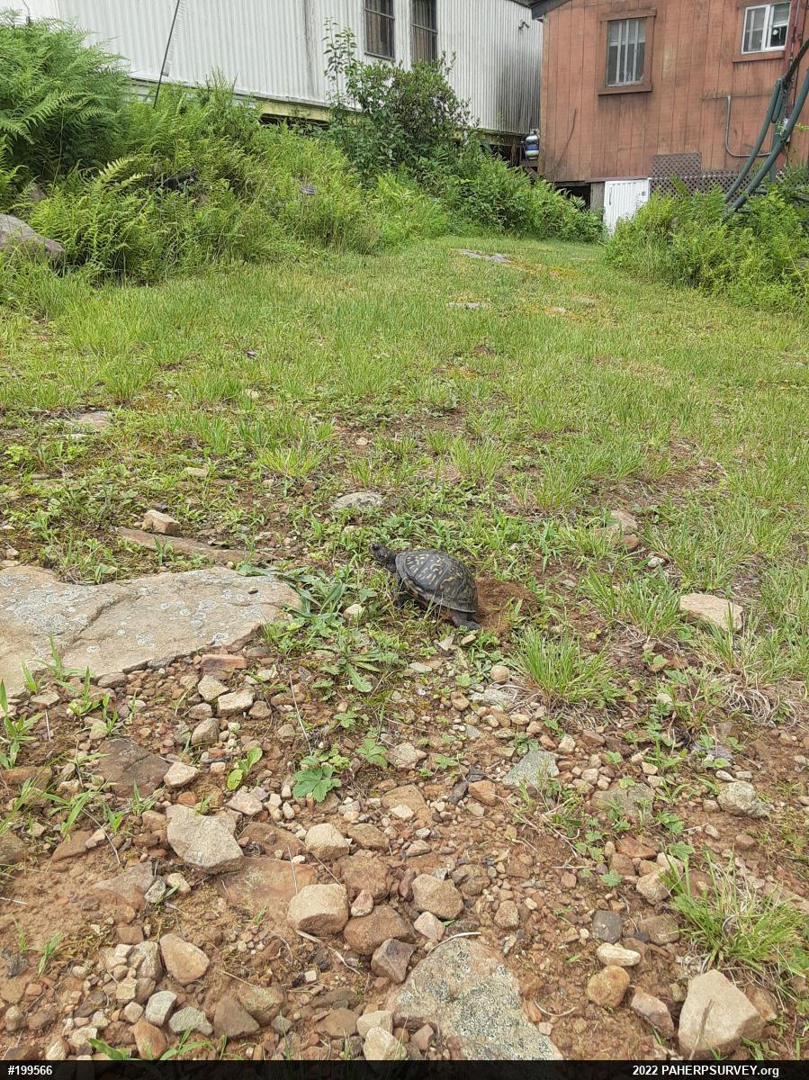 Eastern Box Turtle