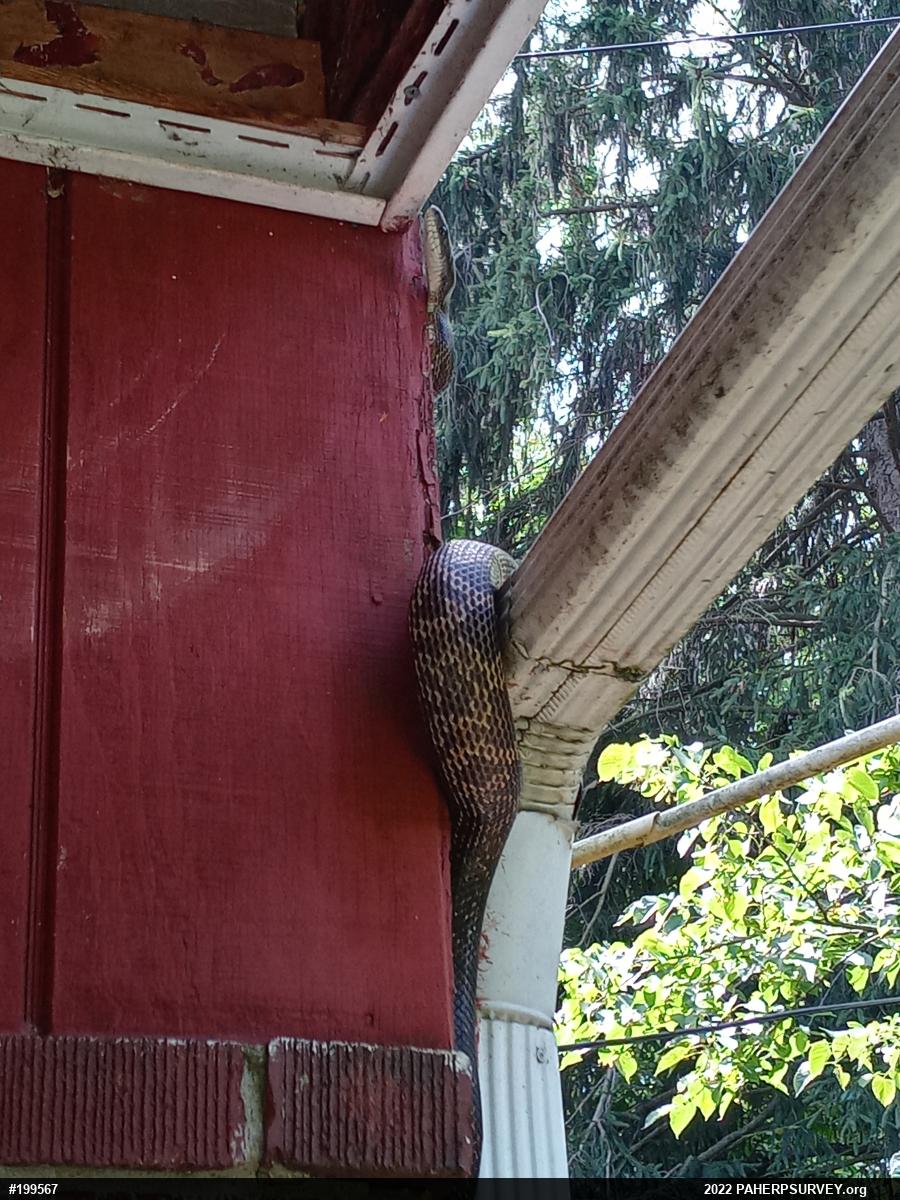 Eastern Ratsnake