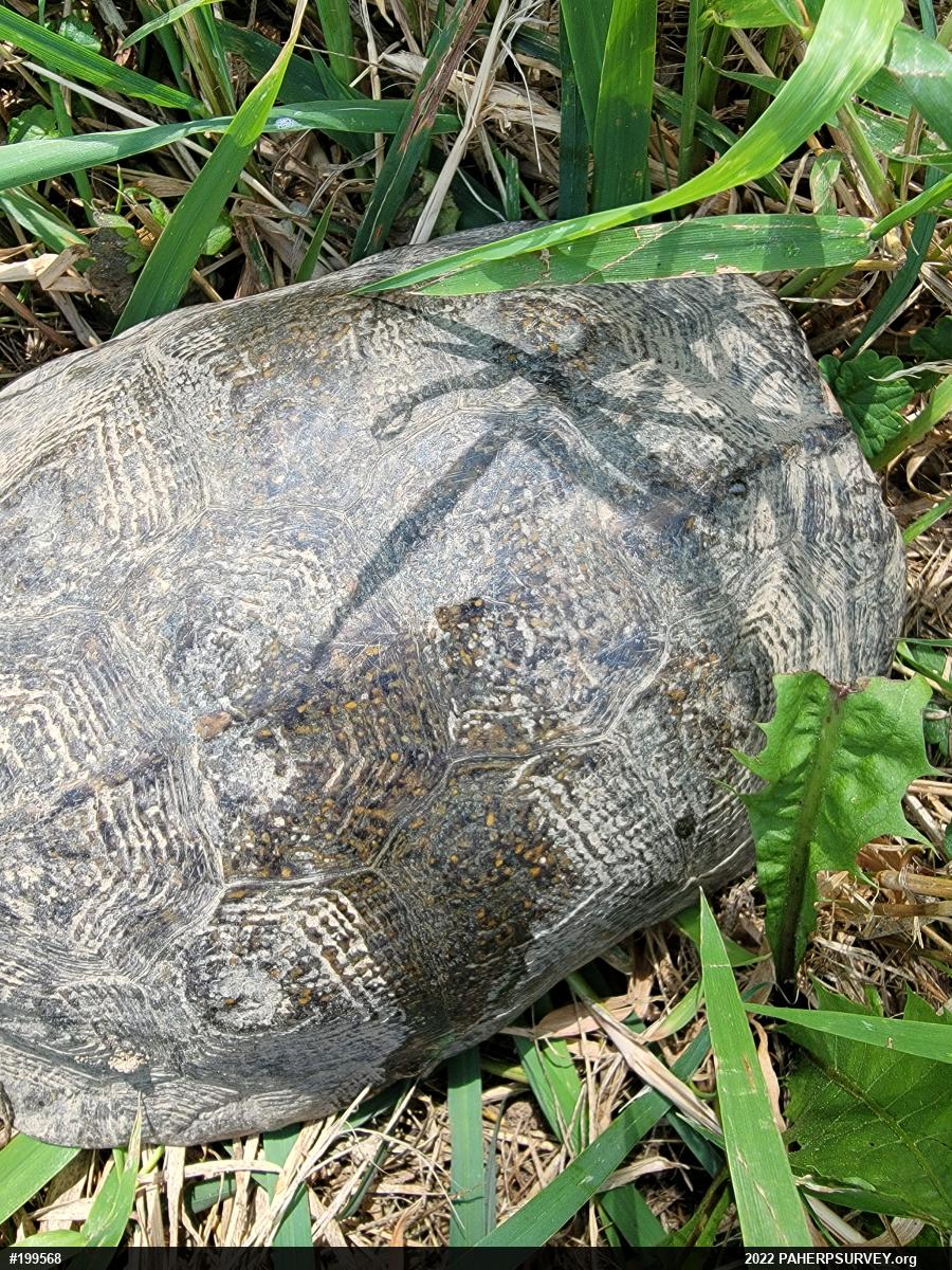 Wood Turtle