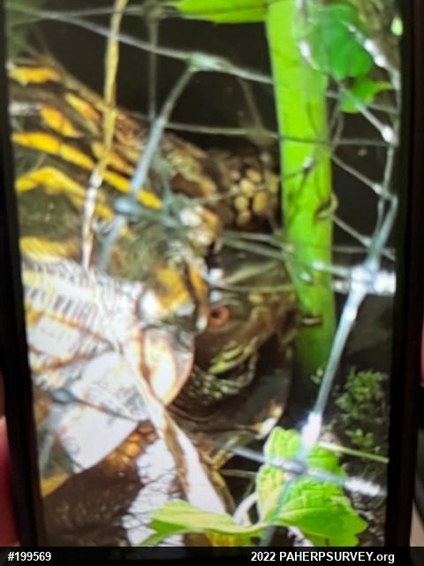 Eastern Box Turtle