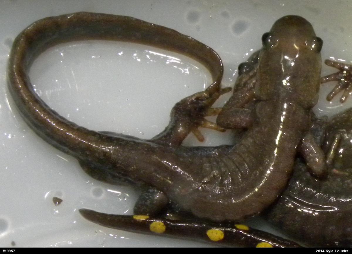 Jefferson Salamander