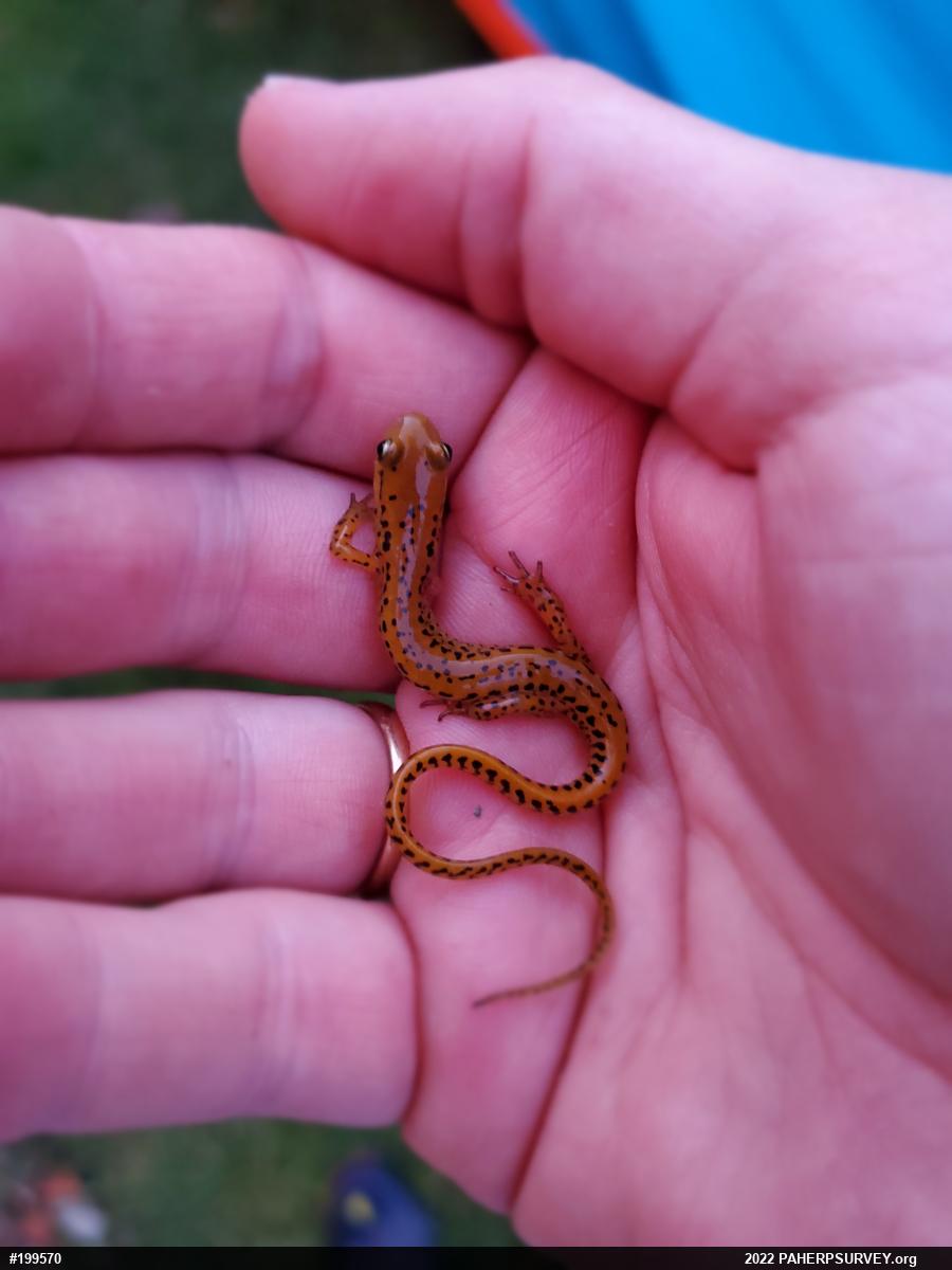 Eastern Long-tailed Salamander