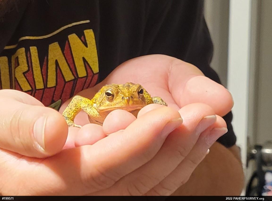Eastern American Toad