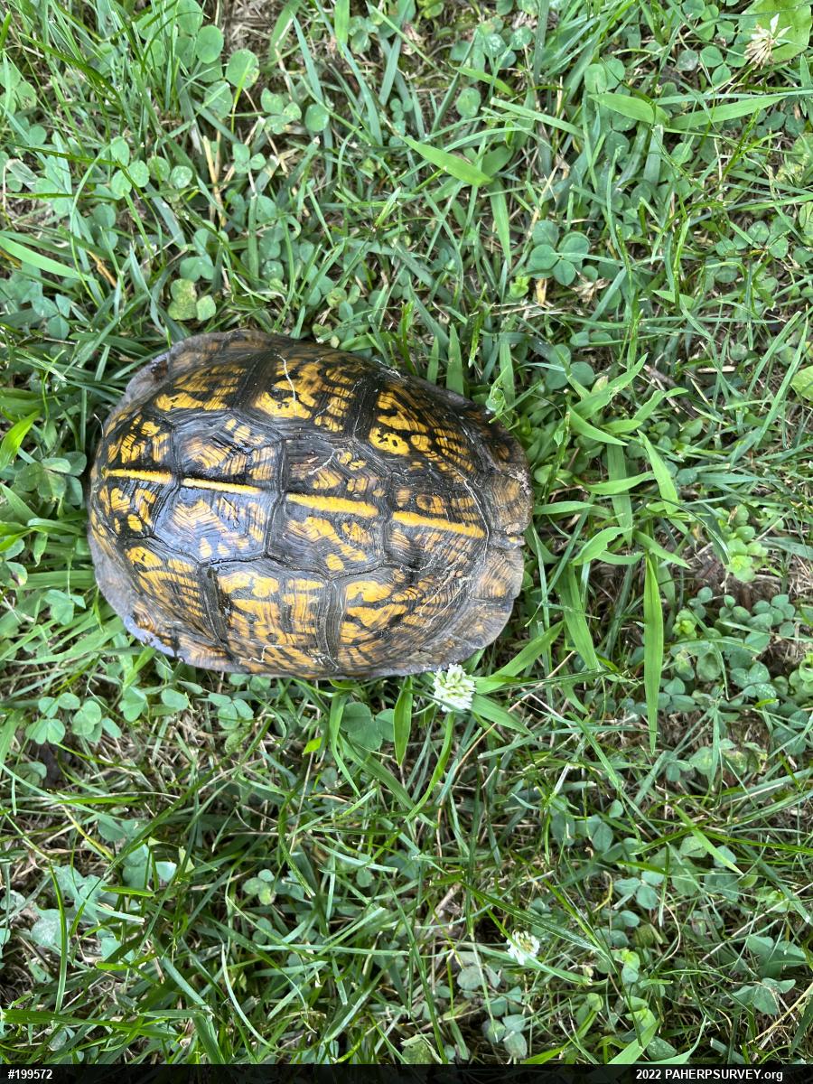 Eastern Box Turtle