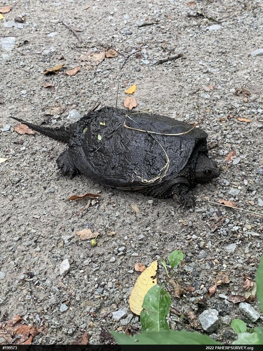 Snapping Turtle