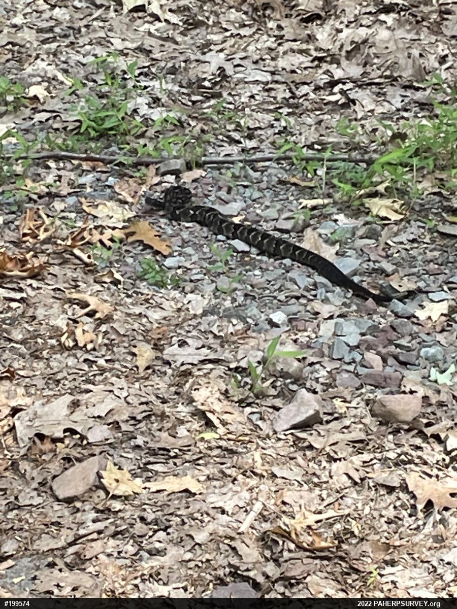 Timber Rattlesnake