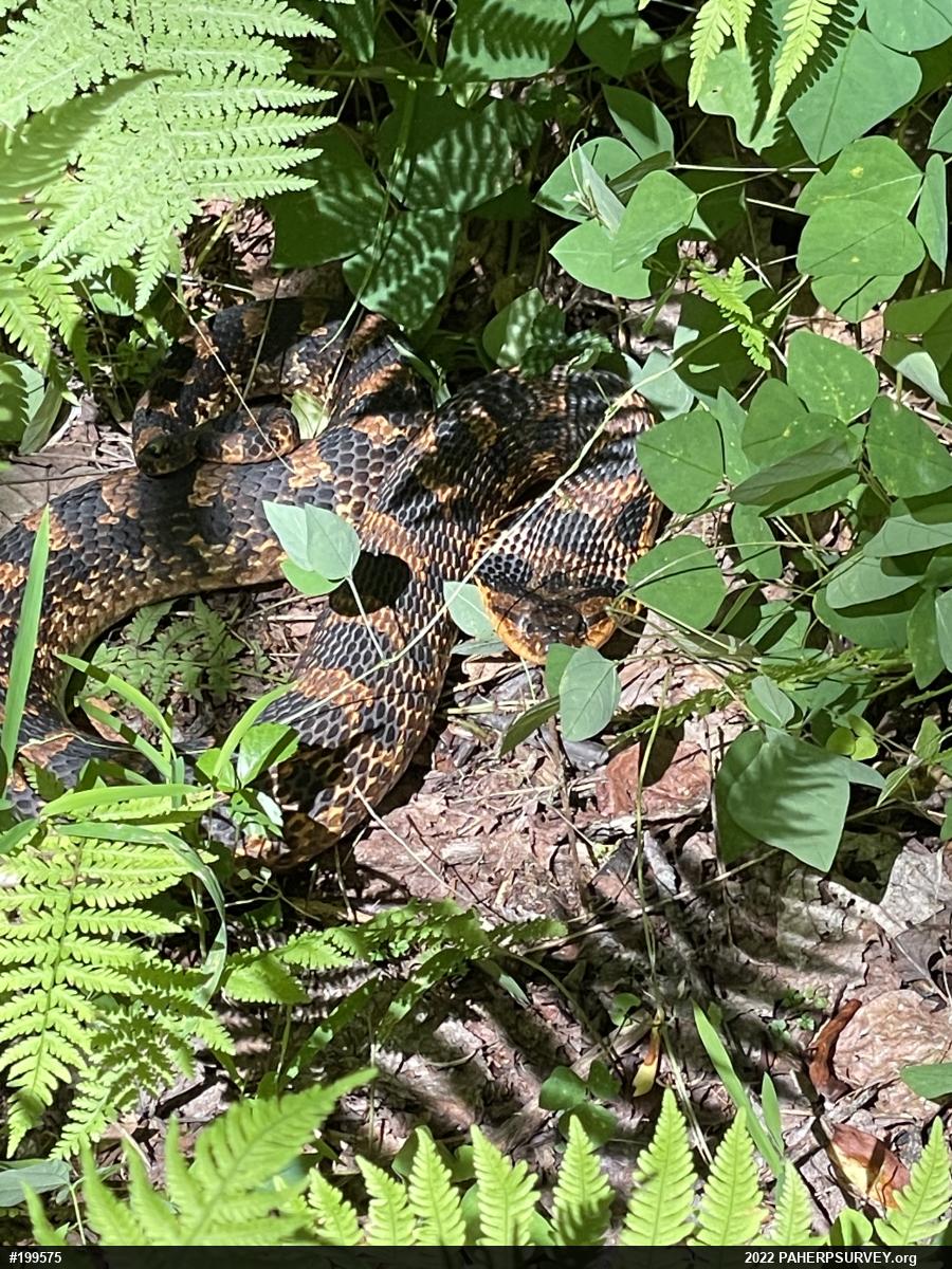 Eastern Hog-nosed Snake