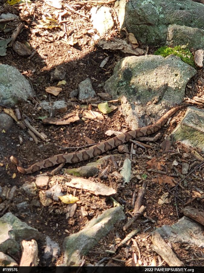 Northern Copperhead