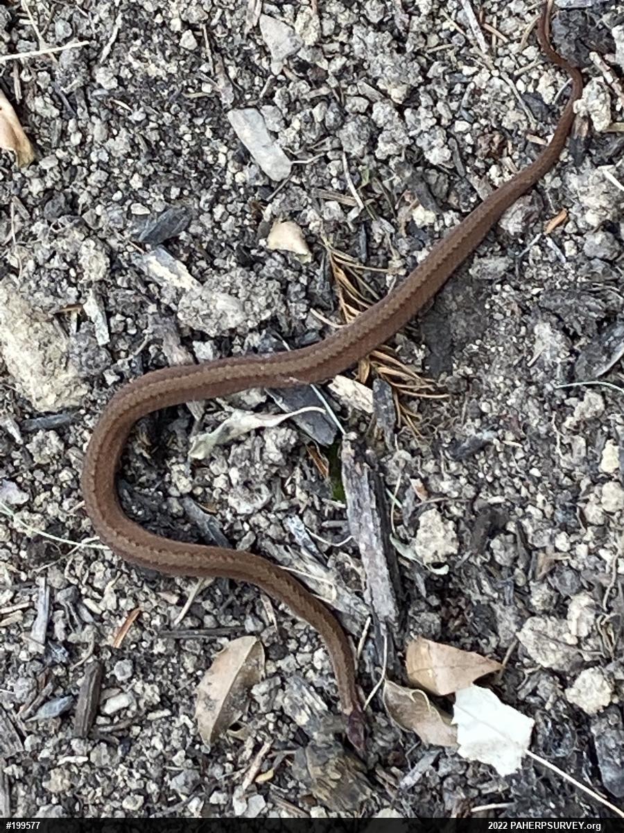 Red-bellied Snake