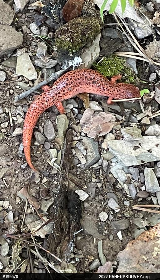 Northern Red Salamander