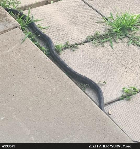 Eastern Ratsnake
