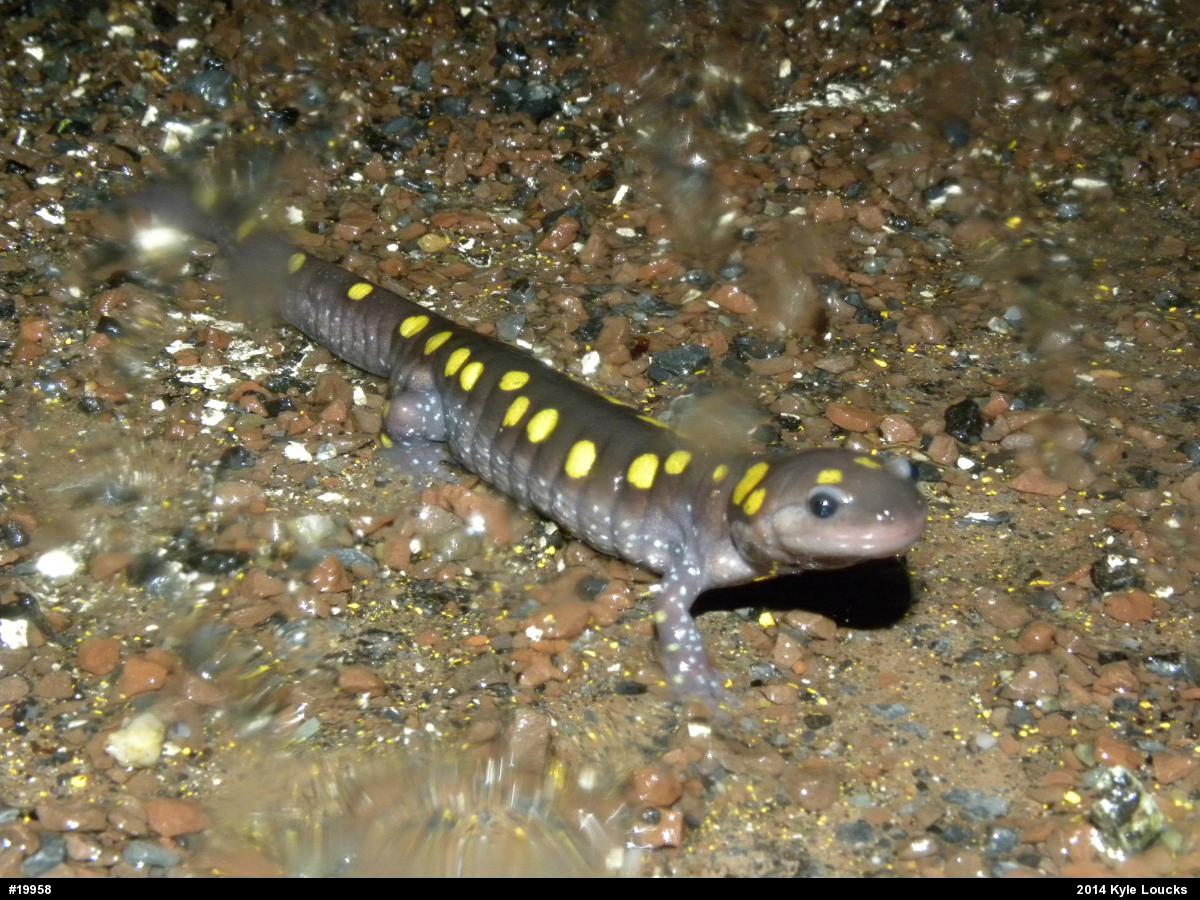 Spotted Salamander