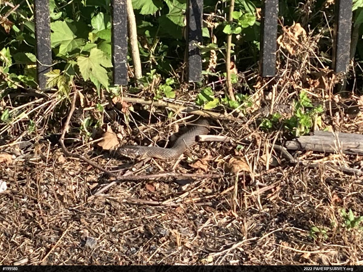 Northern Watersnake