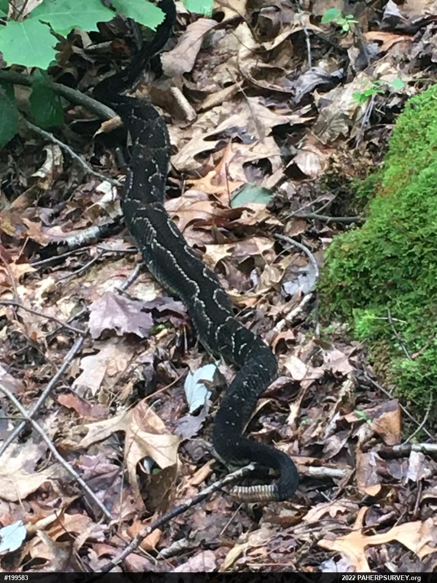 Timber Rattlesnake