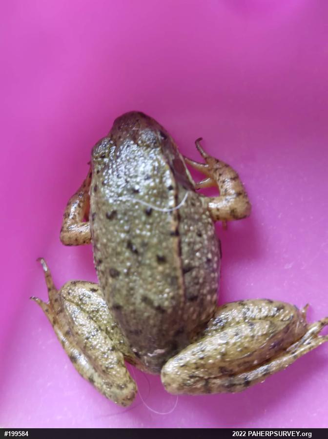 Green Frog