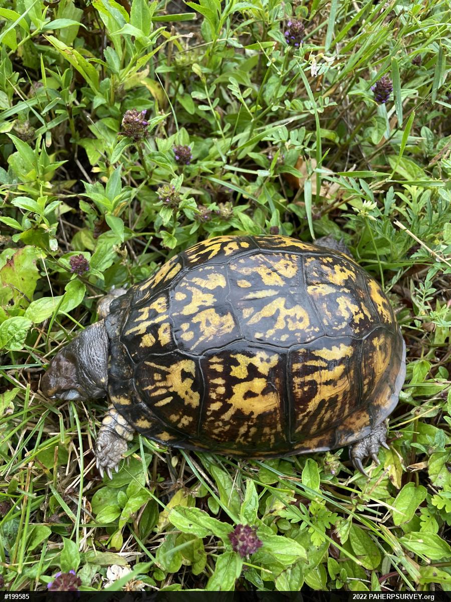 Eastern Box Turtle