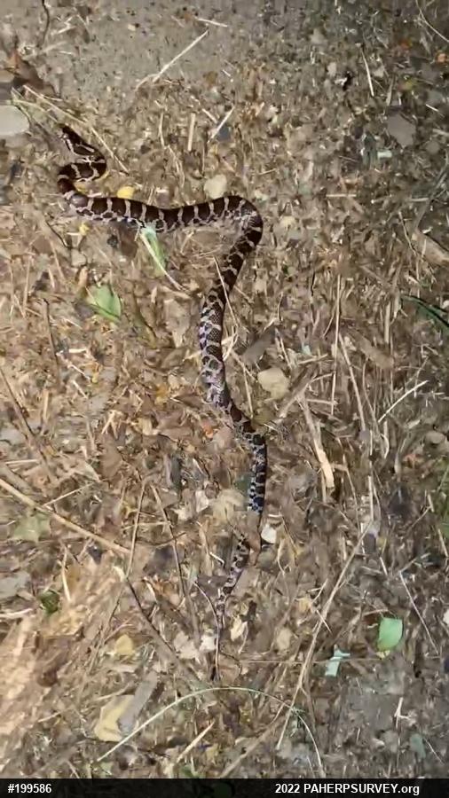 Eastern Milksnake