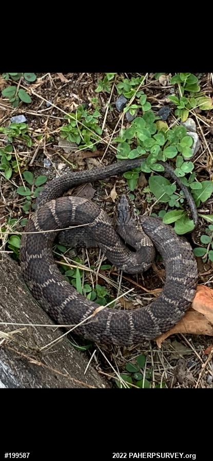 Northern Watersnake