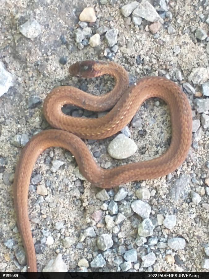 Red-bellied Snake