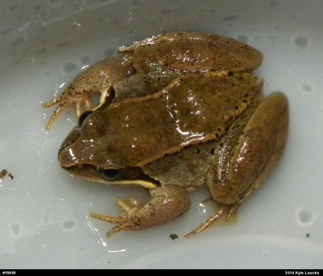 Wood Frog