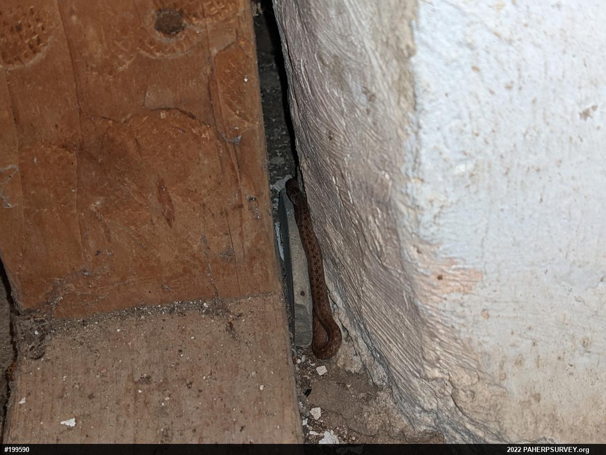 Dekay's Brownsnake