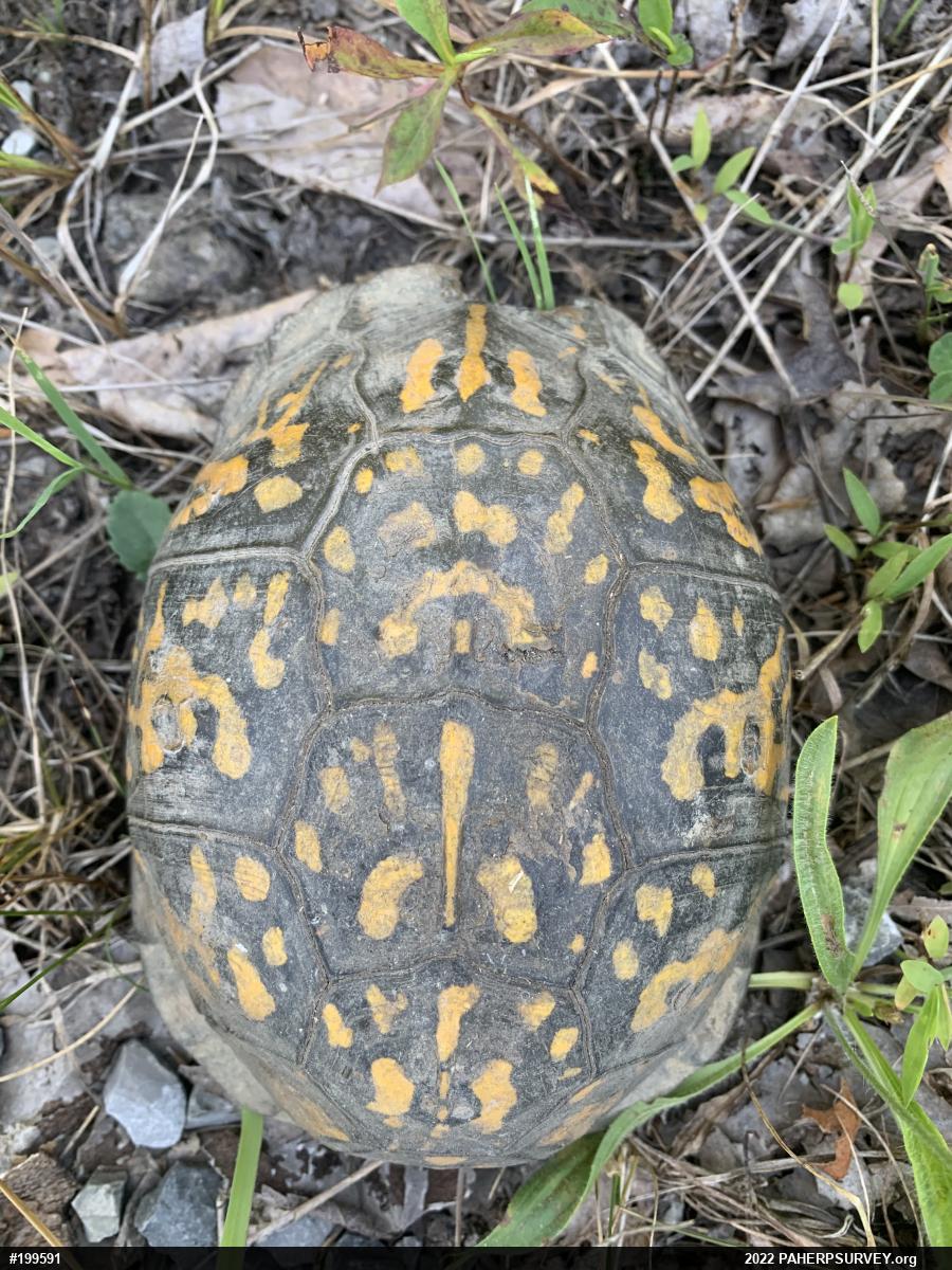Eastern Box Turtle