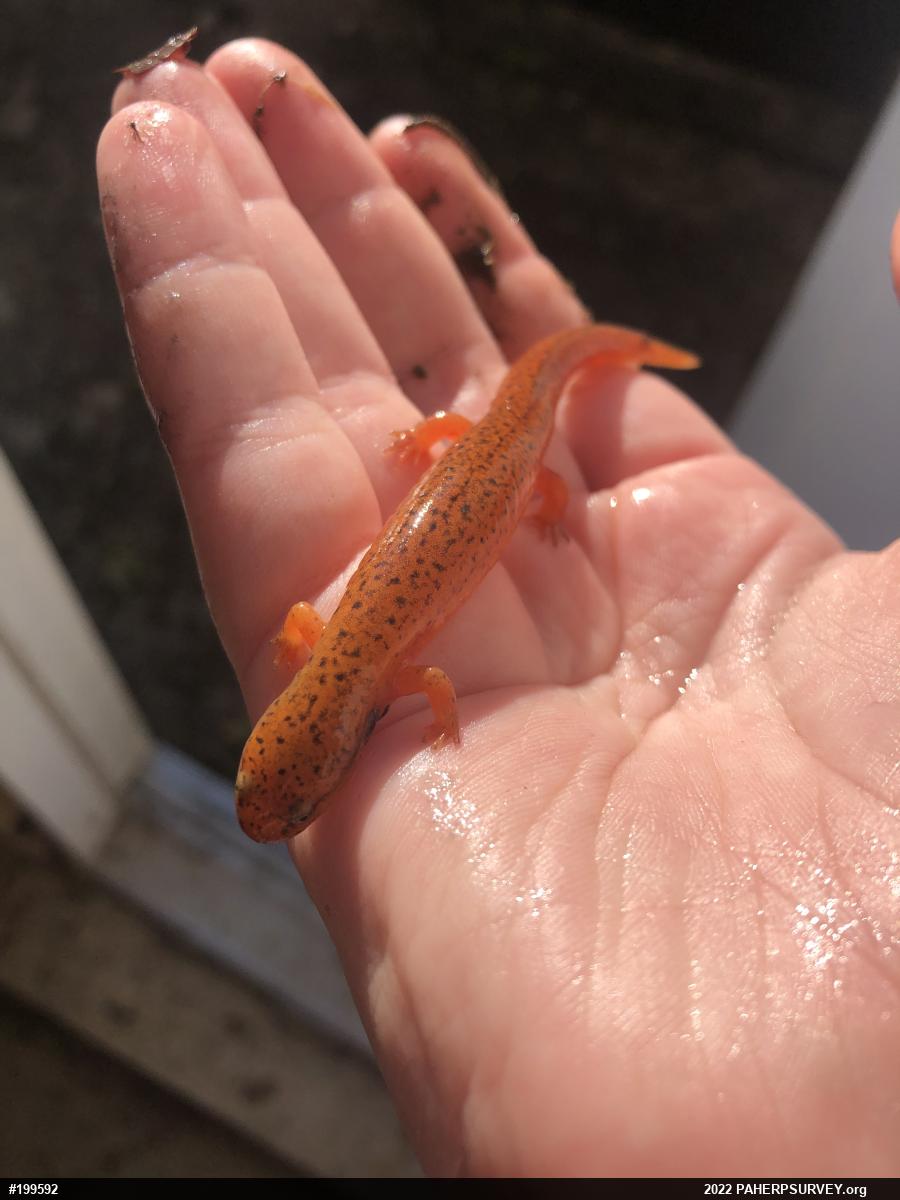 Northern Red Salamander