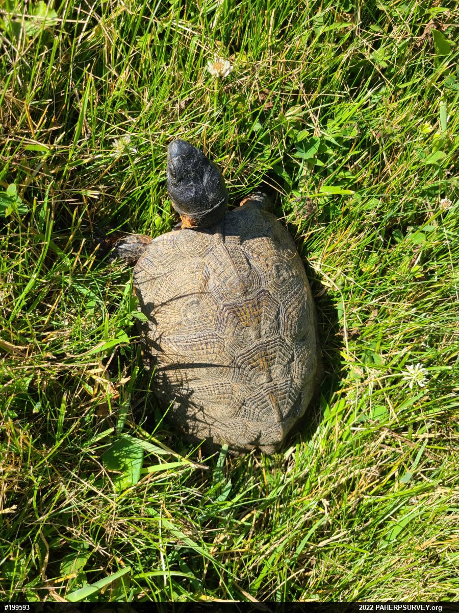 Wood Turtle