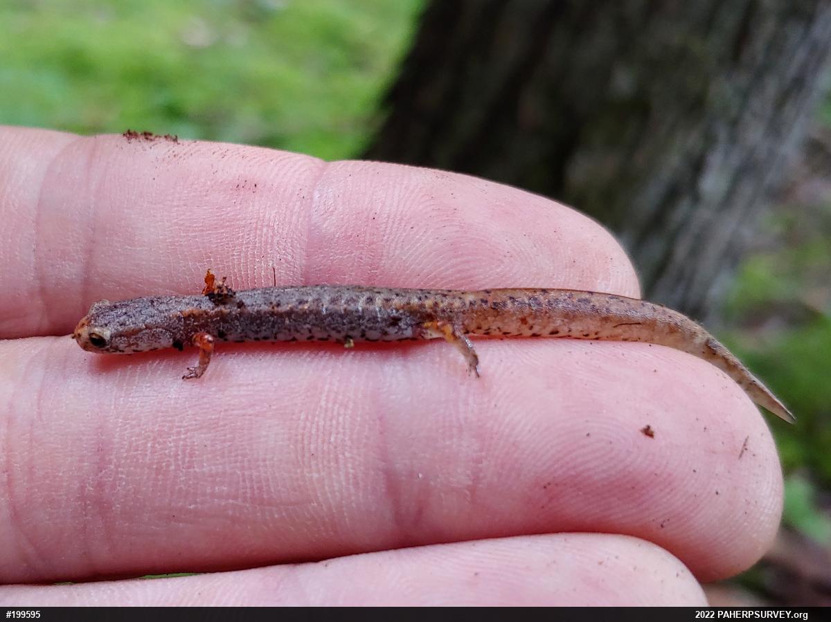 Four-toed Salamander