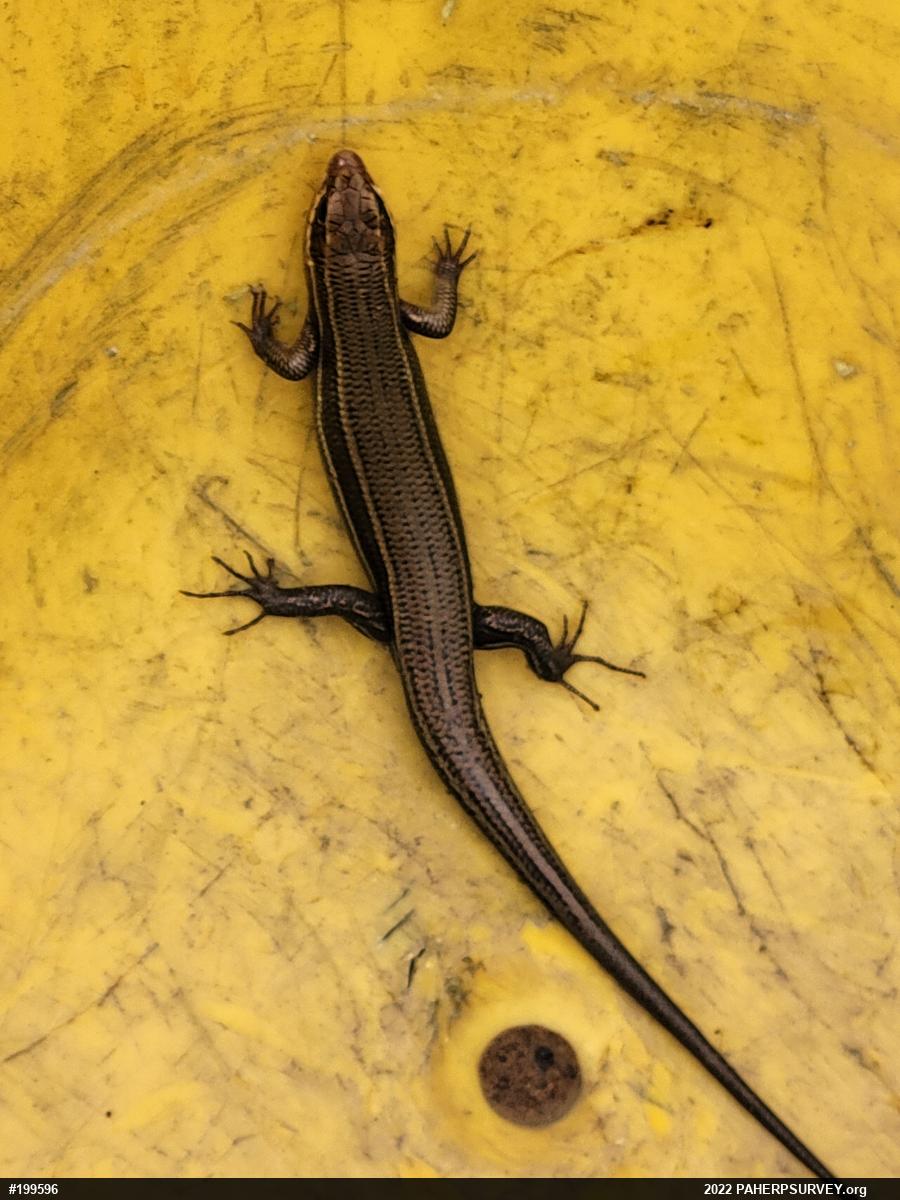 Broad-headed Skink