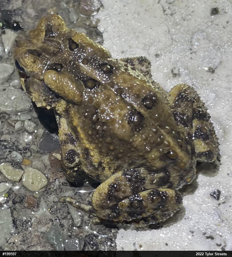 Eastern American Toad
