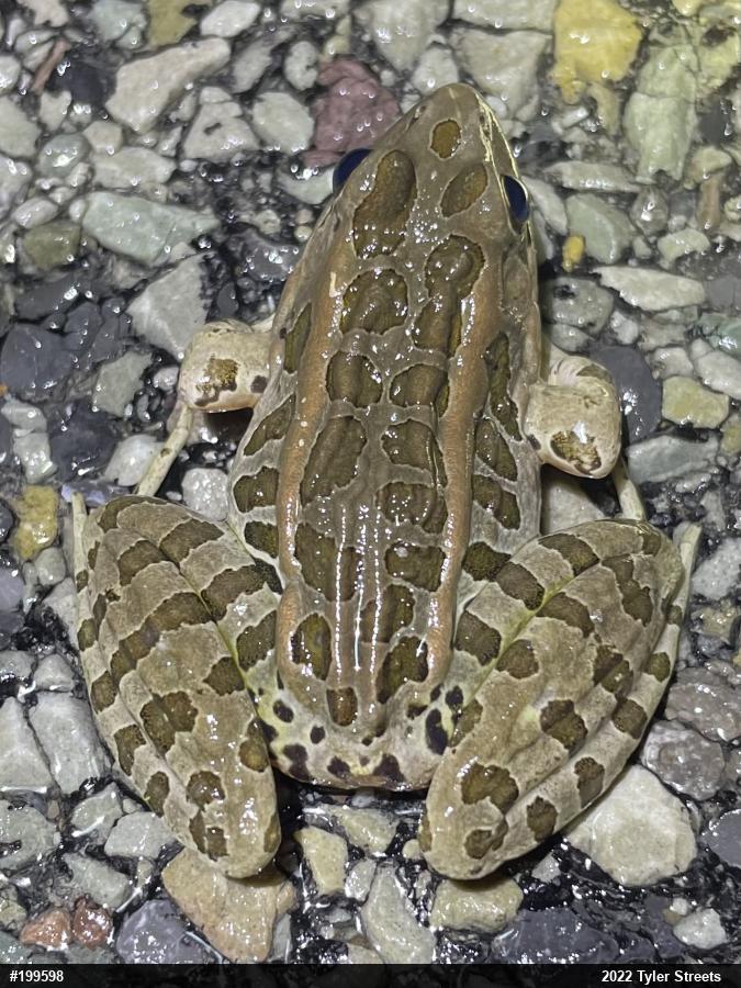 Pickerel Frog
